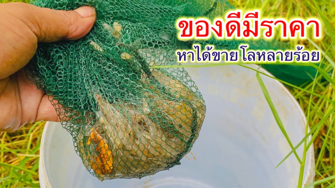 ออกดักมุ้งหากุ้งข้าวสาร ของดีคลองน้ำเค็ม | วิถีพื้นบ้าน เดลิเวอรี่