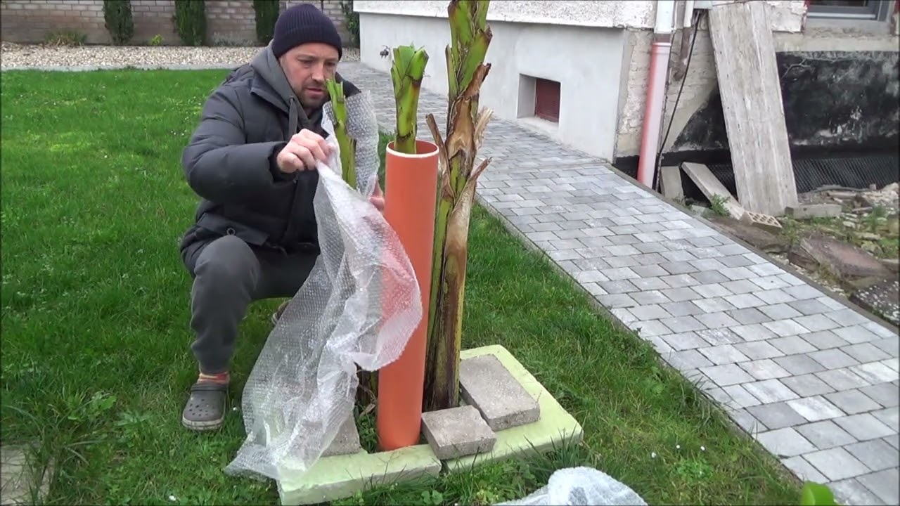 Bananenstaude Düngen und für den Winter fertig machen überwintern
