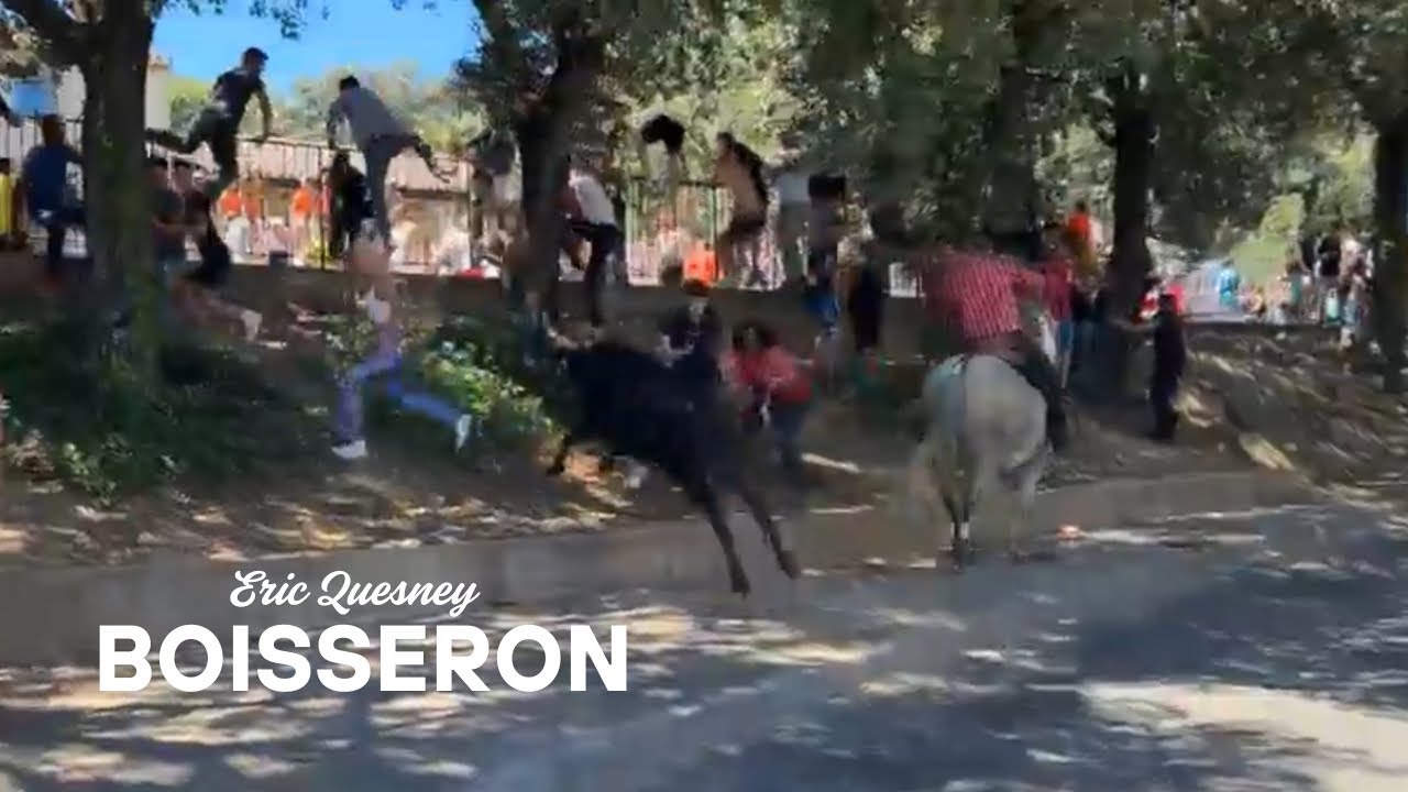 EN DIRECT Abrivado bandido de taureaux neuf le 16 juin 2024