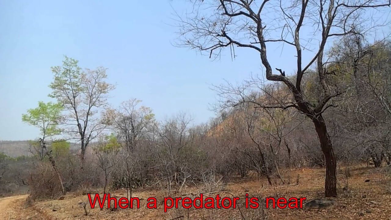 Cauvery Videos Mekedatu Muthathi Forest Elephant Attack Karnataka India