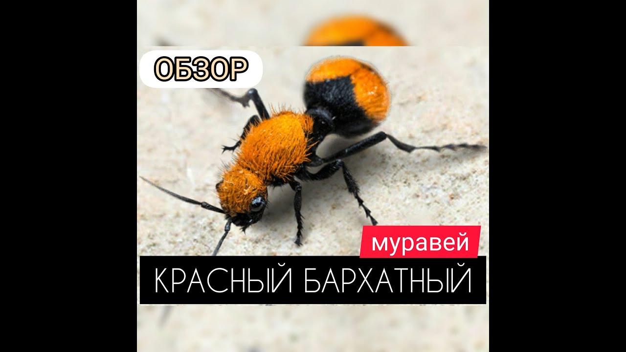 КРАСНЫЙ БАРХАТНЫЙ МУРАВЕЙ или просто Пчёл! Ударник, спец по стрелкам! The Ants: Underground Kingdom
