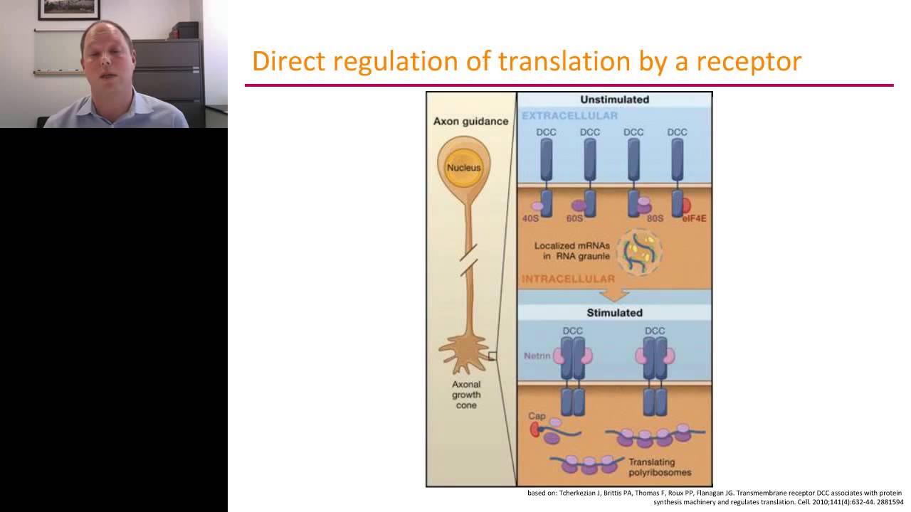 Ulrich Hengst - Axonal Protein Synthesis in Neurodevelopment and degeneration