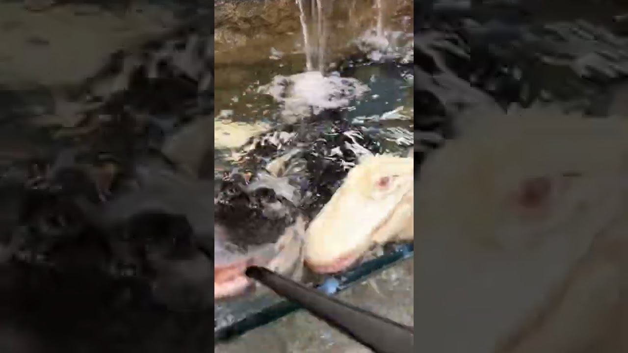 Feeding Albino & Melanistic Alligators! *CRAZY* #shorts #animals