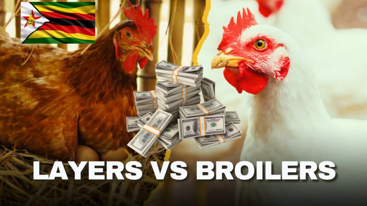 Broilers Vs Layers Which One Is More PROFITABLE In Zimbabwe