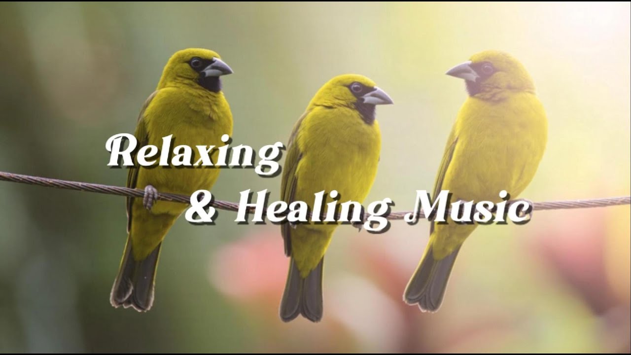 Relaxing Music for Sleep & Focus | Calm Your Mind, Study with Orange-bellied Euphonia
