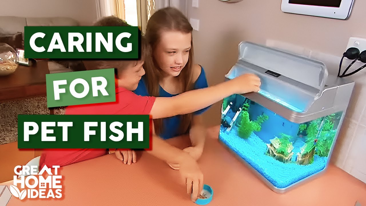 Tips For Keeping Guppies