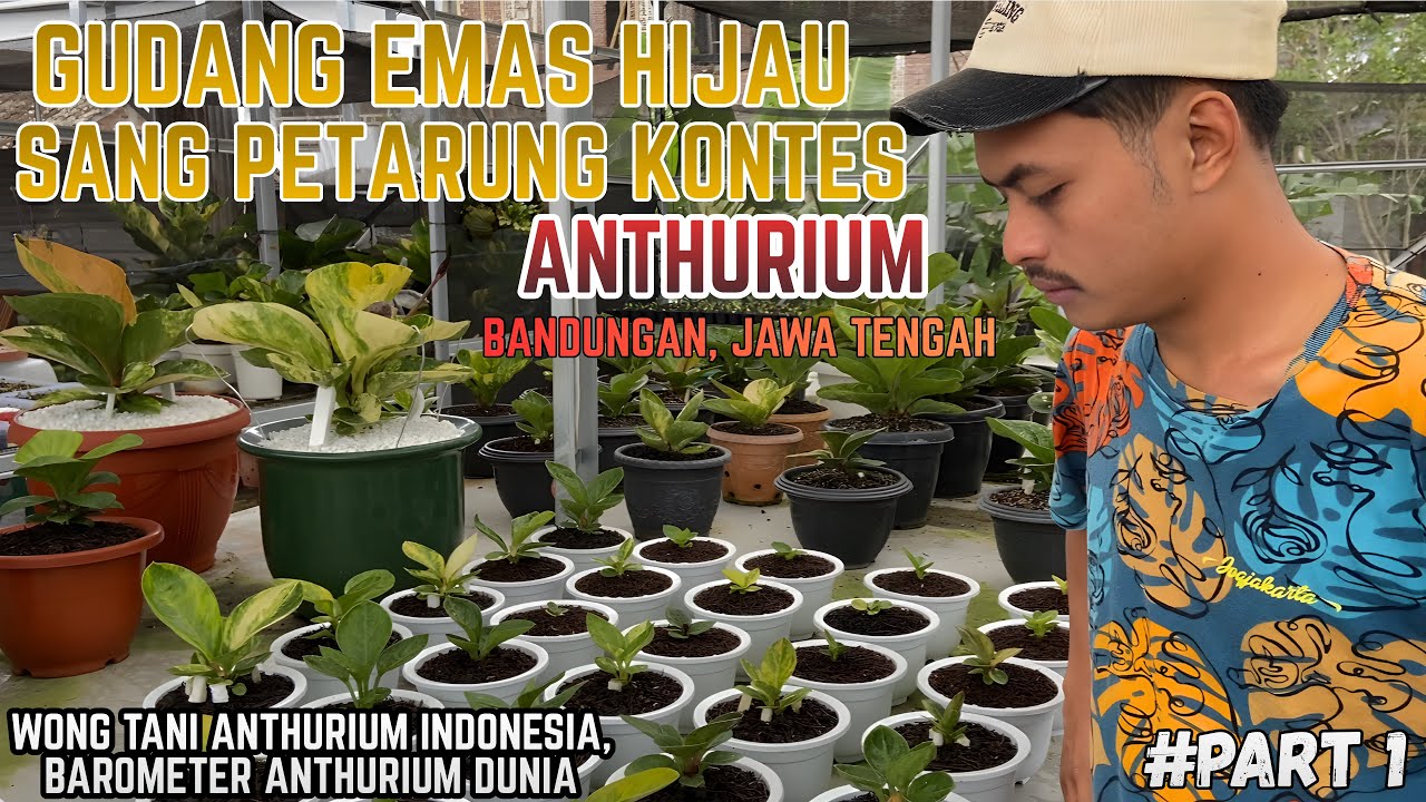 GUDANG EMAS HIJAU‼️SANG PETARUNG KONTES ANTHURIUM - DES GREENHOUSE BANDUNGAN🔥