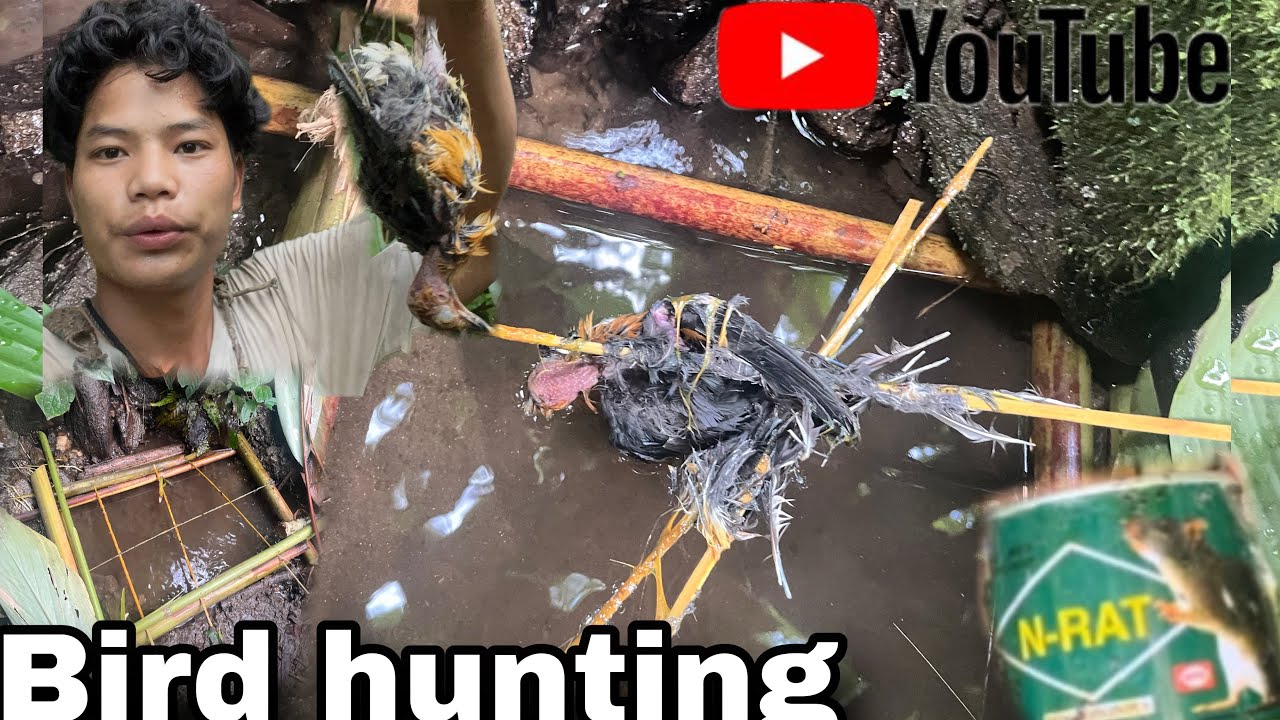 How to make bird trap with glue || this how my technique works || #technique #hunting #birds