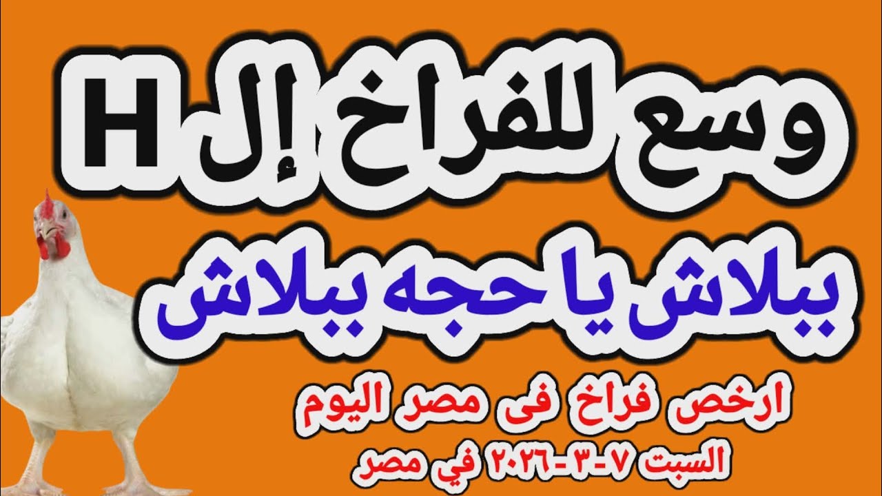 اسعار الفراخ البيضاء اليوم/ سعر الفراخ البيضاء اليوم السبت 2026/3/7 في مصر