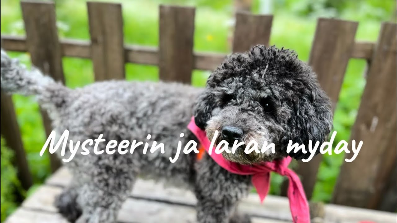Mysteerin ja laran myday