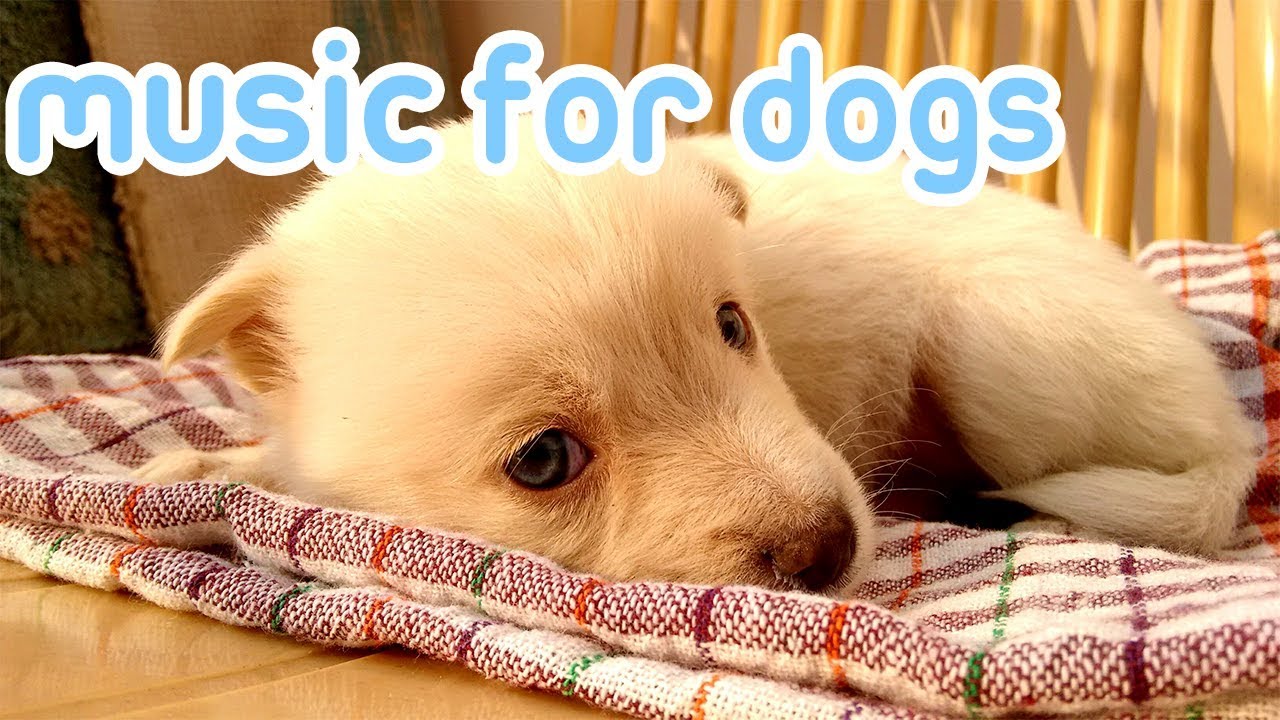15 Hours of Anti Anxiety Music for Dogs! NEW 2019!