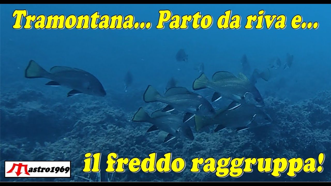 PescaSub tramontana forte raggruppa pesci corvine saraghi