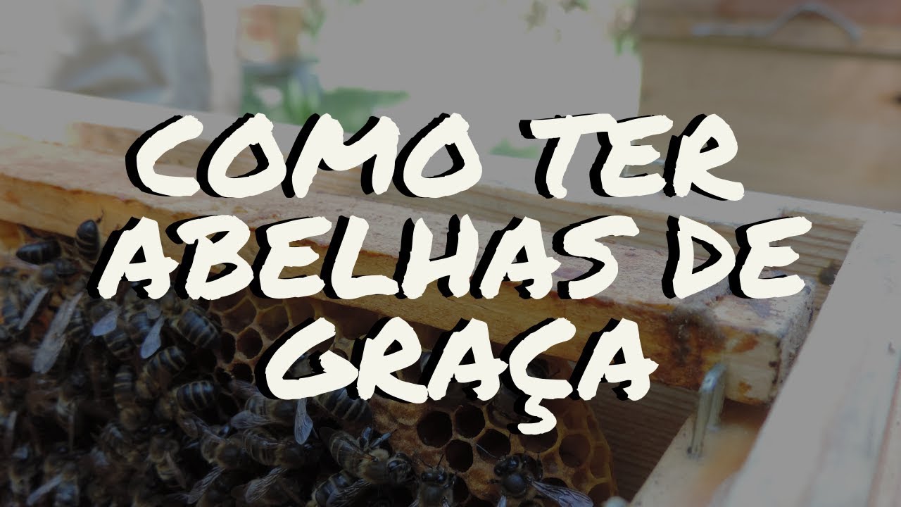 COMO TER ABELHAS de GRA&Ccedil;A - apicosta - apicultura