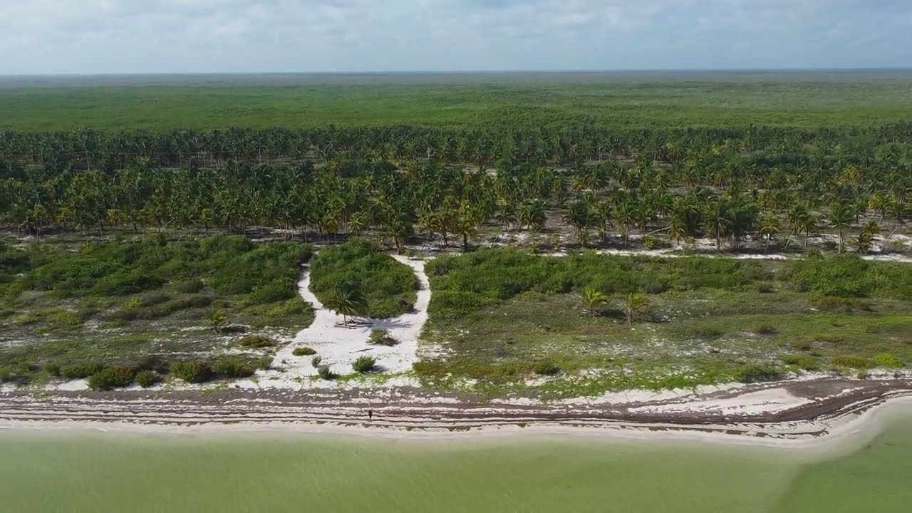 San Crisanto, Yucatán 🌴Playa de cocos🌴