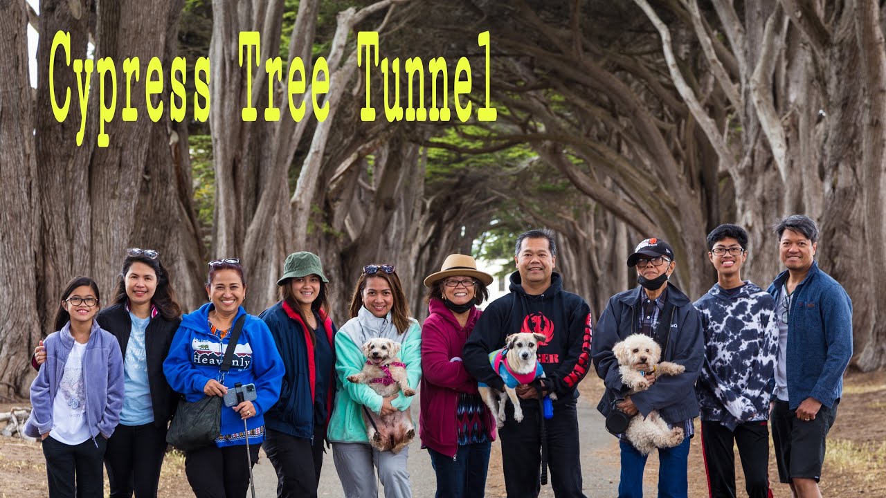 POINT REYES CYPRESS TREE TUNNEL | FAMILY ROAD TRIP