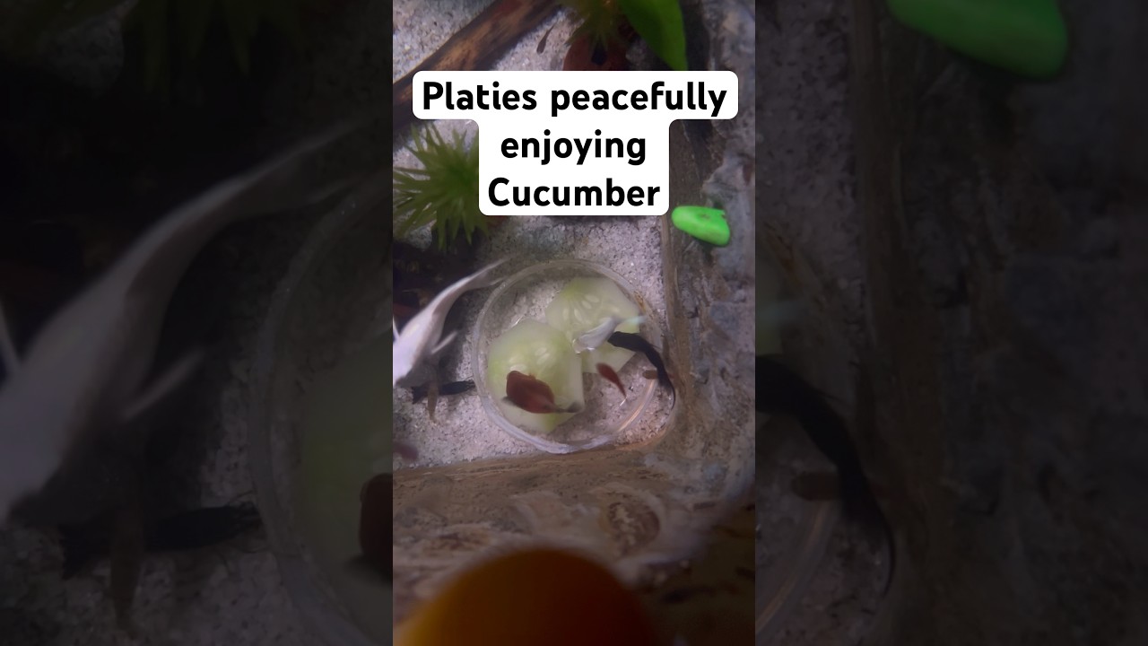 Platies Peacefully Eating Cucumber | Calm Feeding Time 🥒🐟