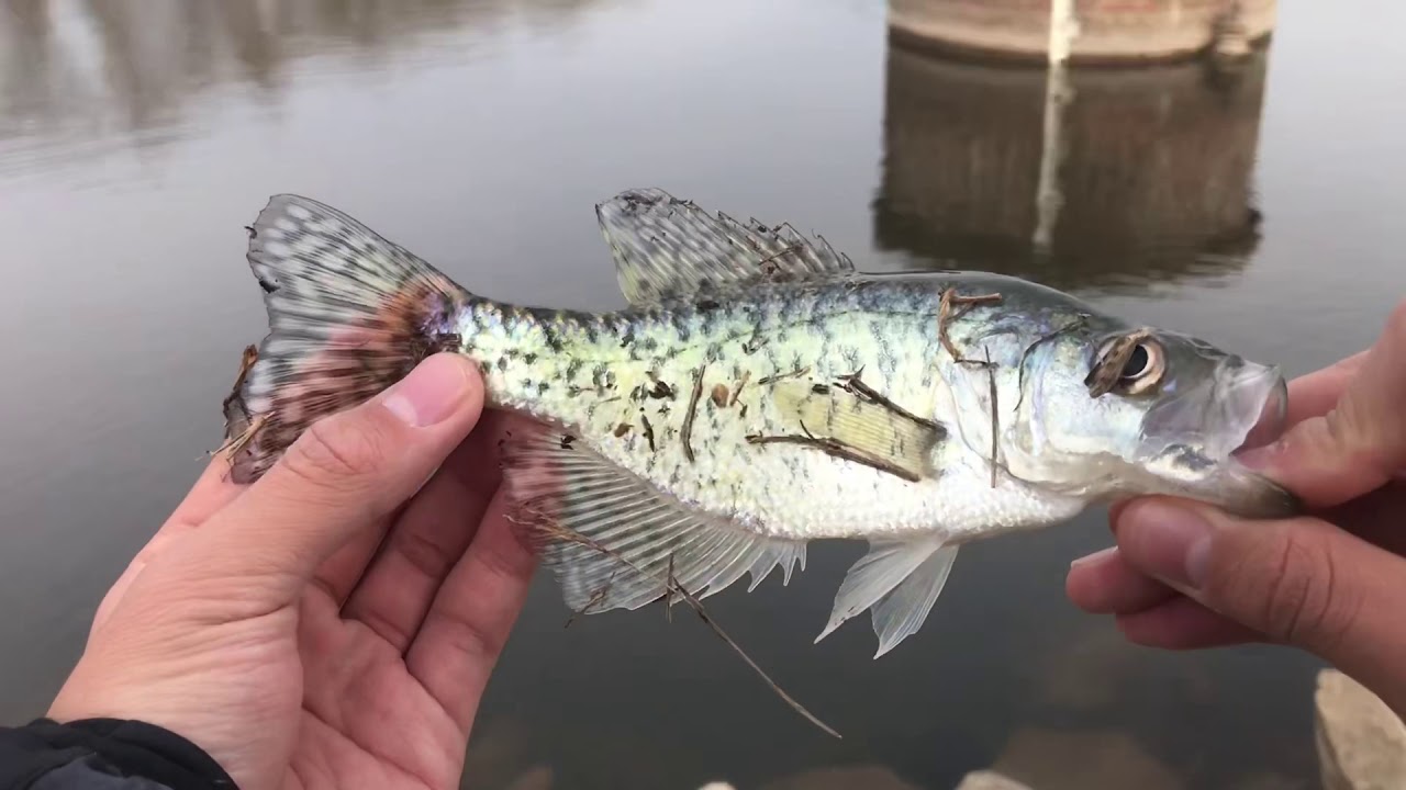 THE MAGIC CRAPPIE LURE