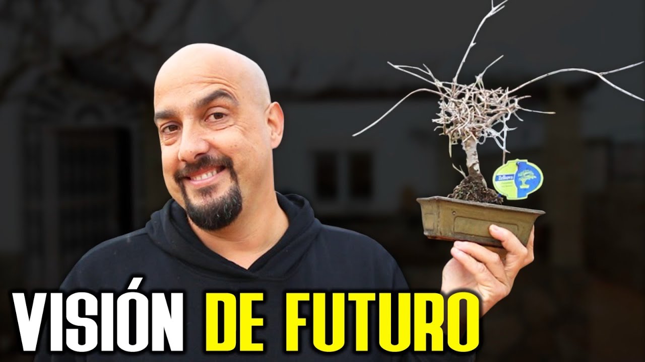 Aprende a ver el POTENCIAL de un BONSAI
