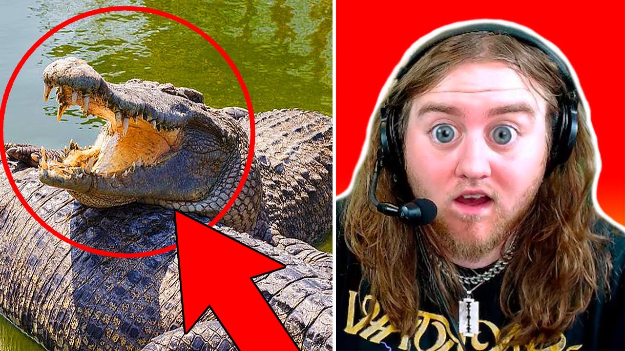 DANGEROUS ALLIGATOR ENCOUNTERS