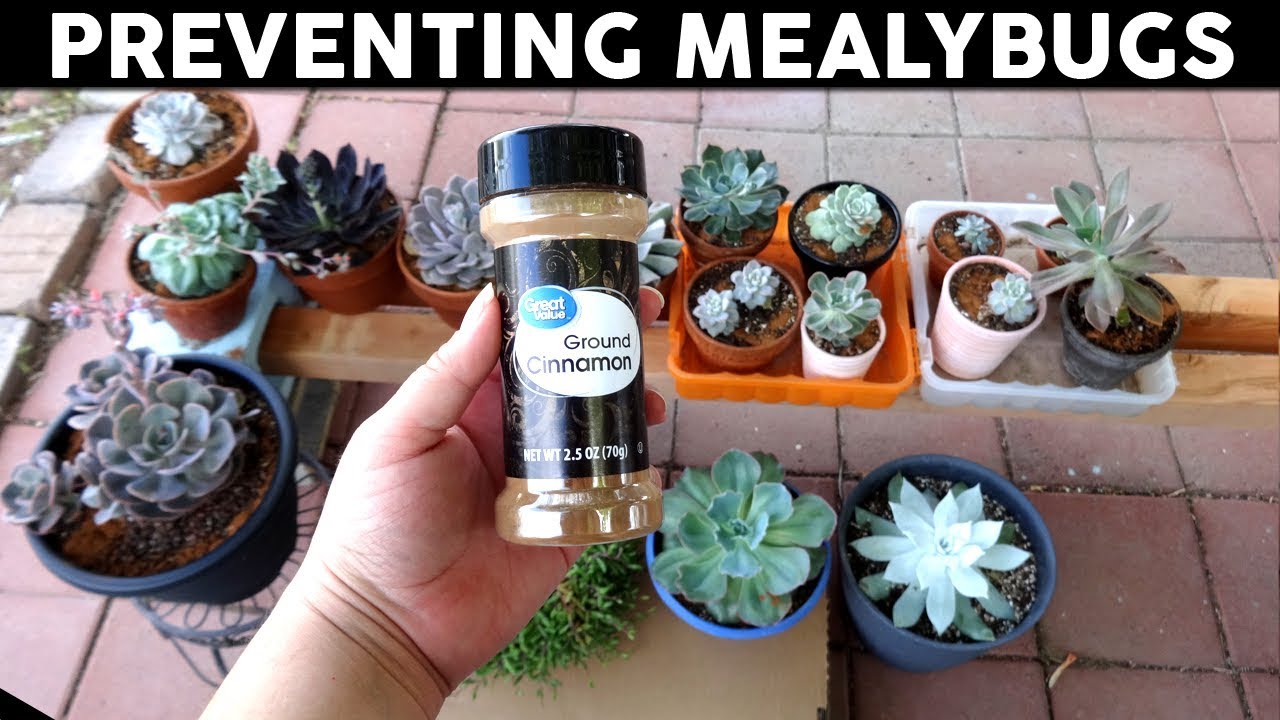 Mealybugs on Succulents Prevention with Cinnamon -  1 Year Update