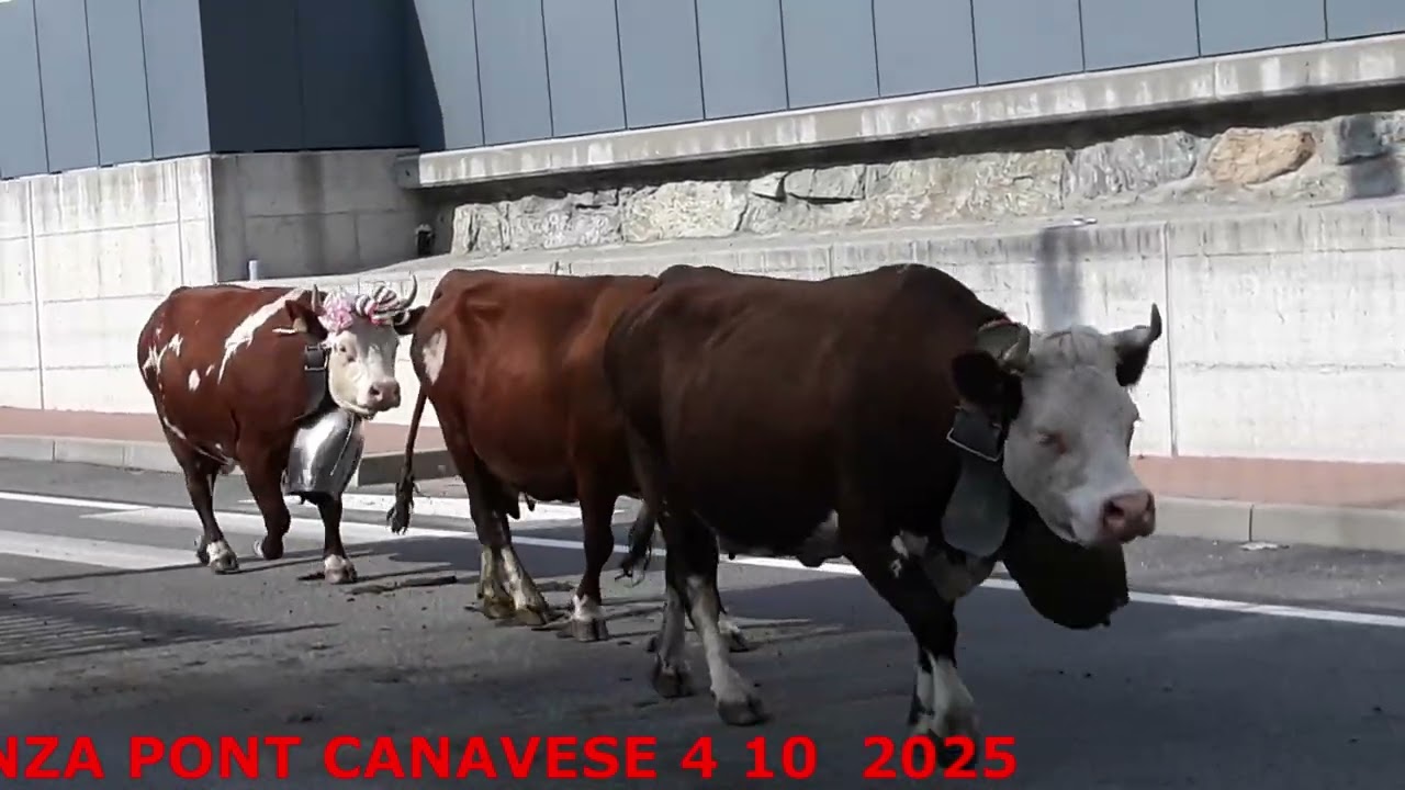 Transumanza Pont Canavese
