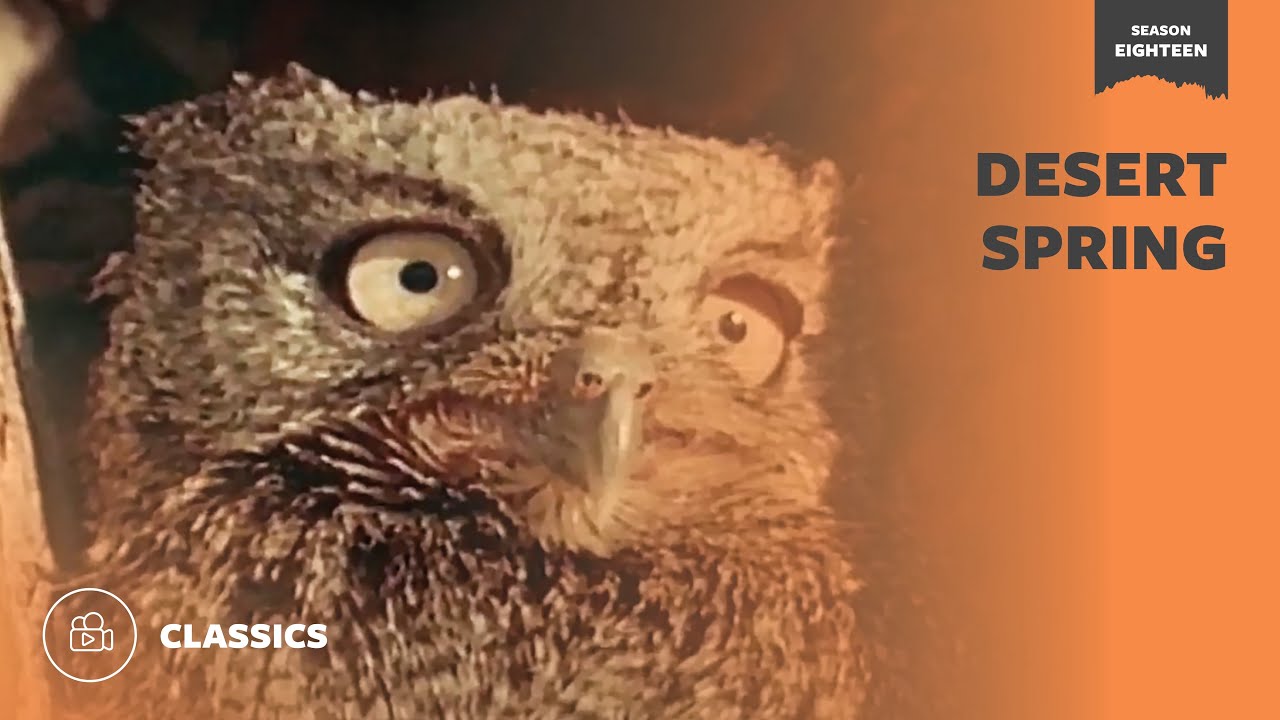 Desert Spring | Mutual of Omaha's Wild Kingdom