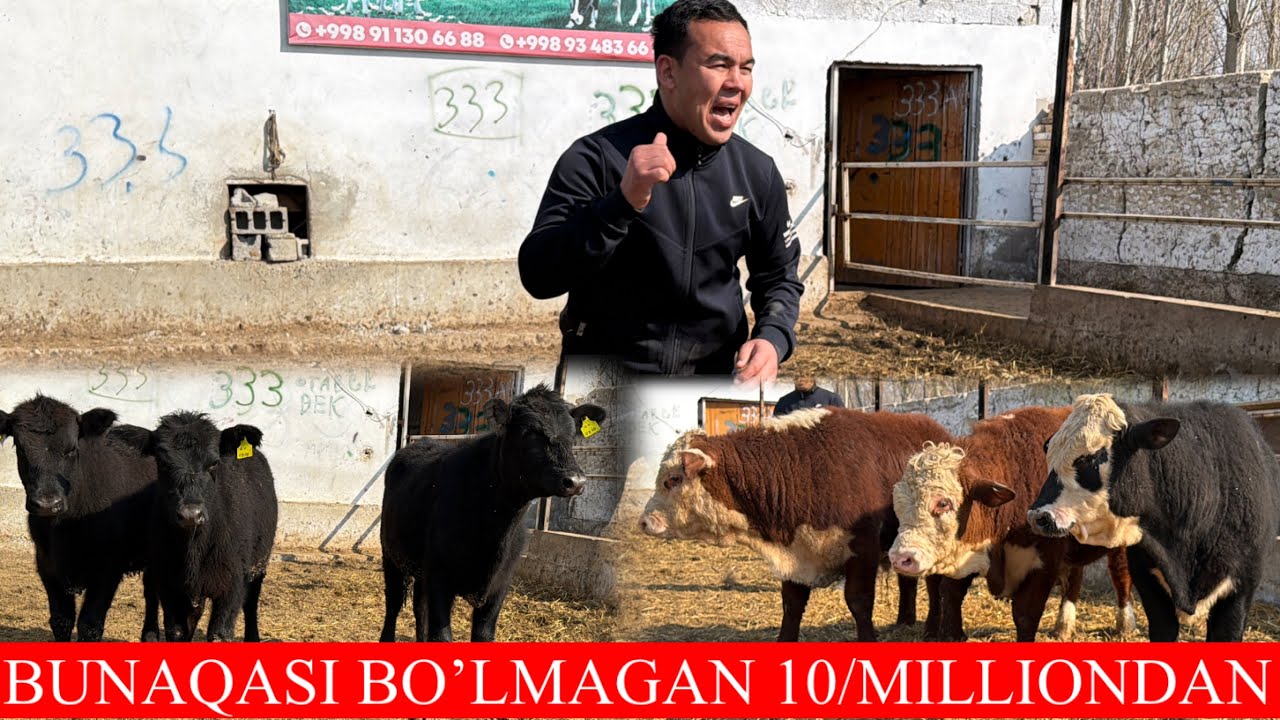 10/MILLIONDAN BOSHLANADI OTABEK BUGUN TEKINDAN TEKIN QIVORDIYU 