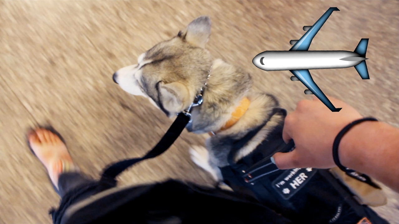 Husky On A Plane?! - Flying with a Service Dog