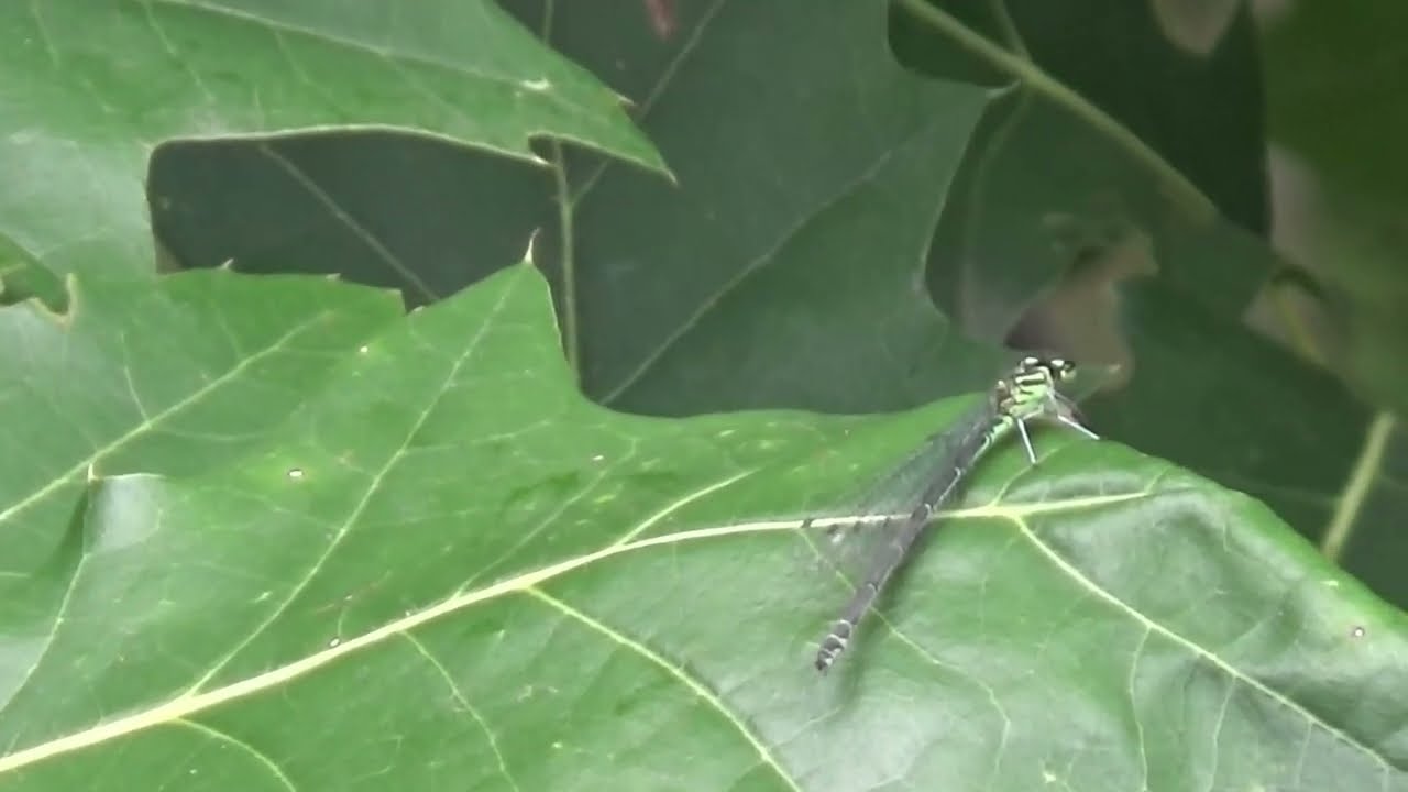 Vlinders en Libellen in Eindhoven