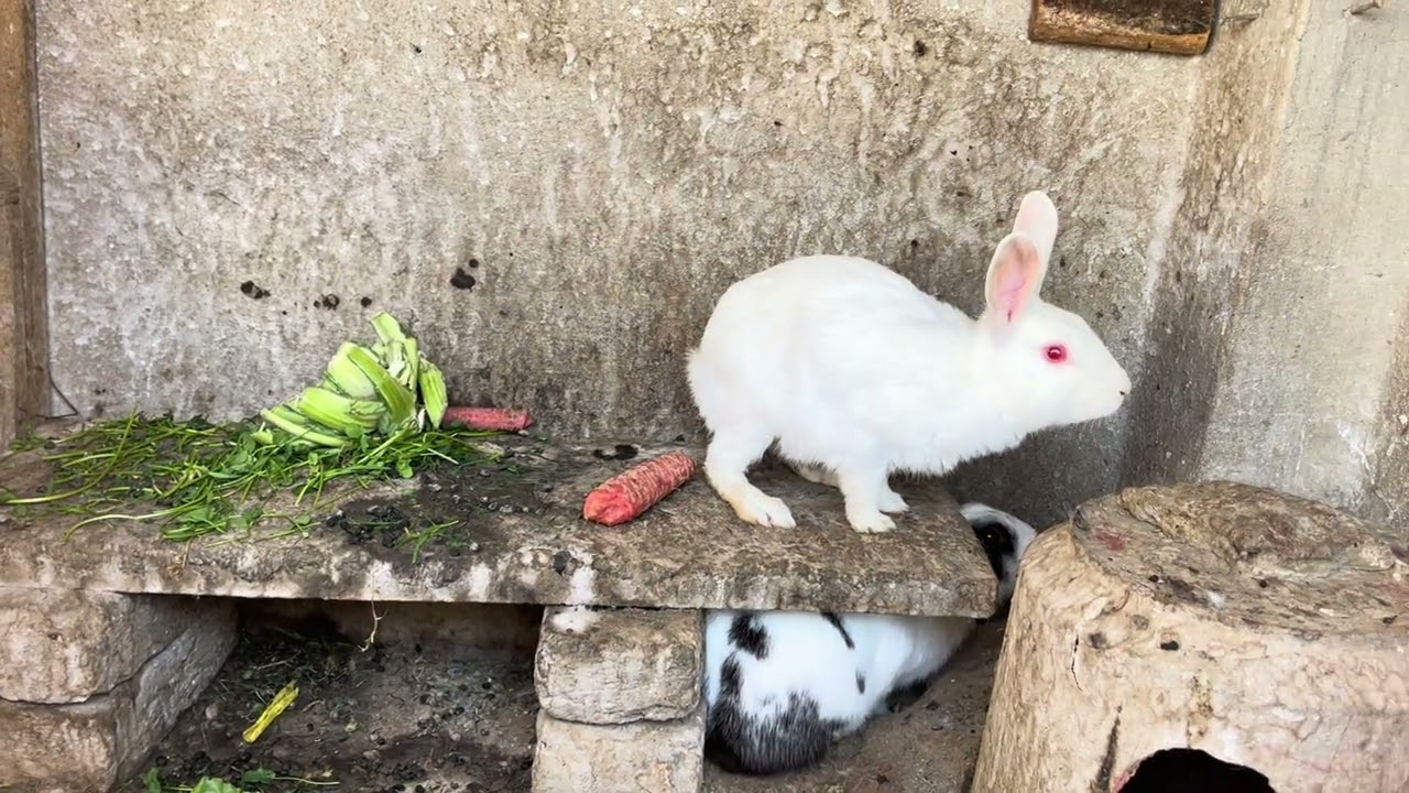 My Pragnant  Rabbit Eating carrot. ||Bunny