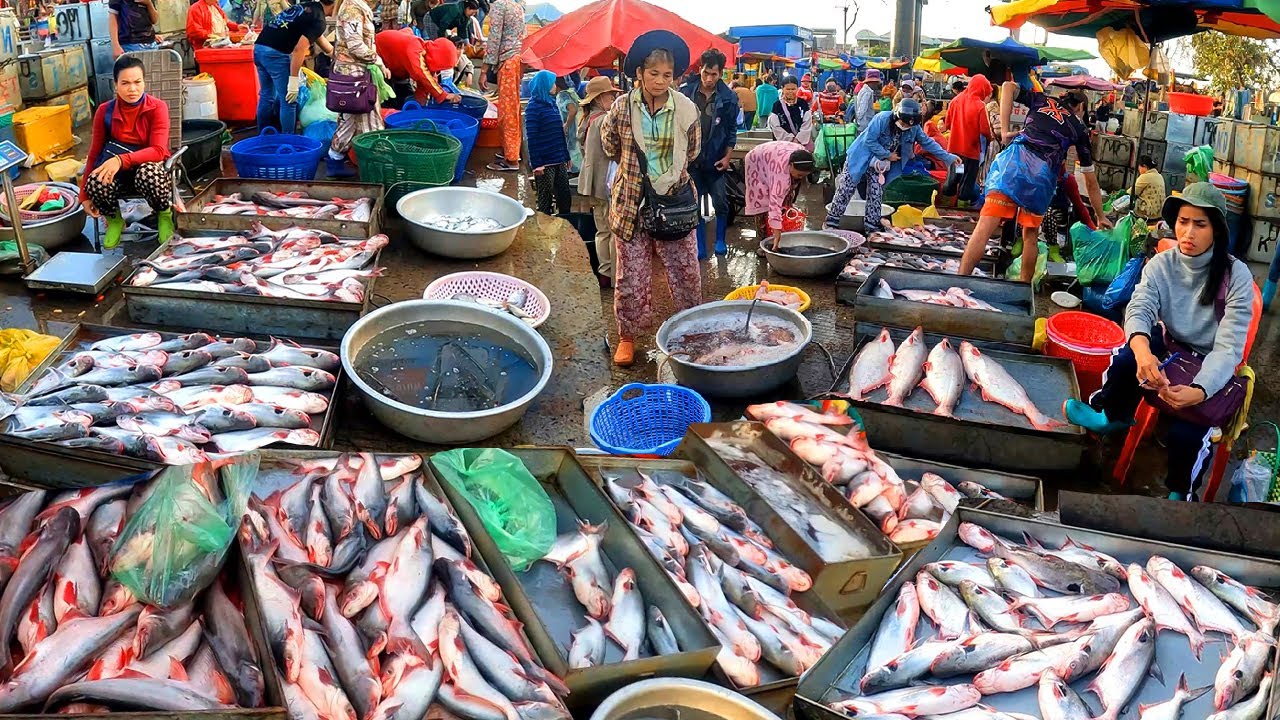 Cambodia Freshwater Fish Market. Wet Market, Rich in Small and large Freshwater Fish.