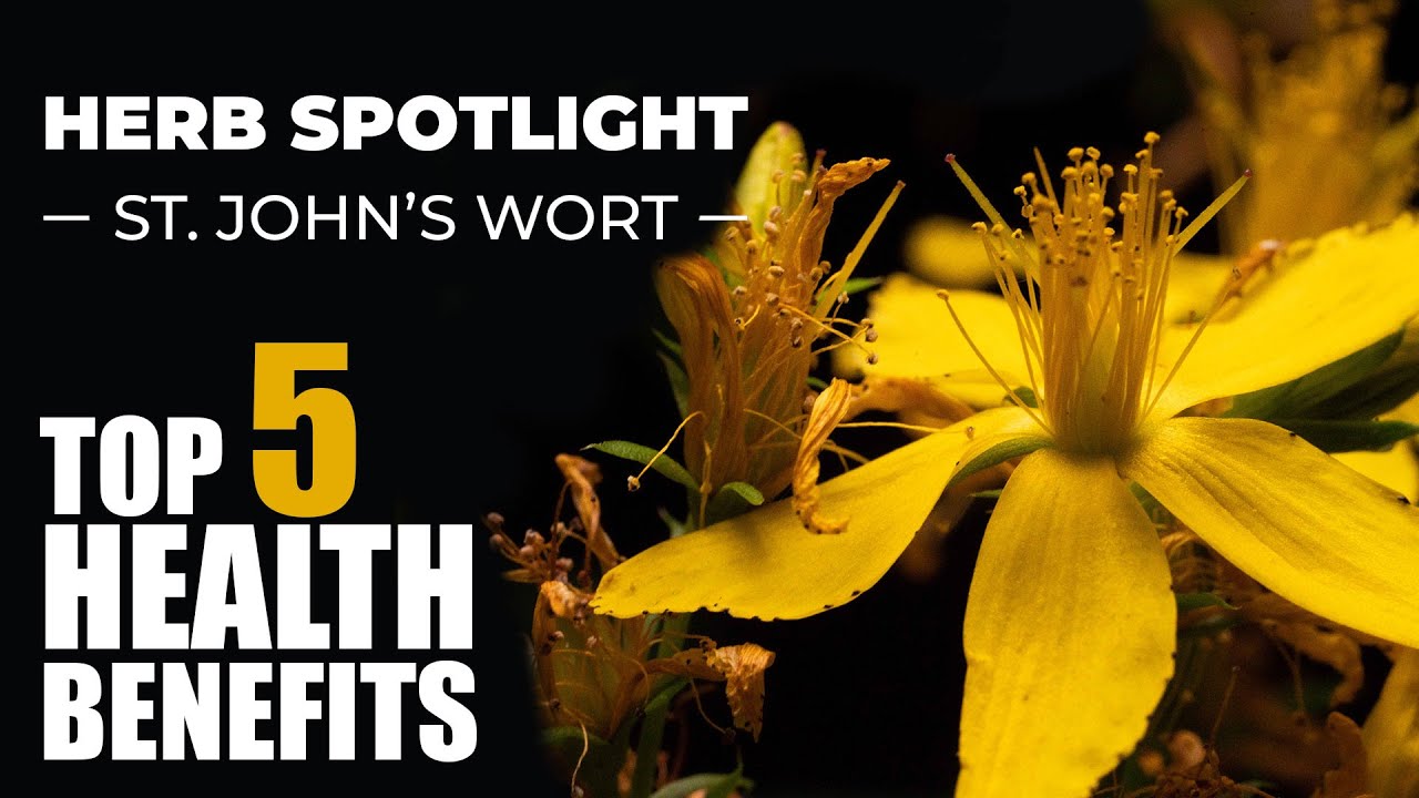 Пять главных преимуществ зверобоя &mdash; Herb Spotlight