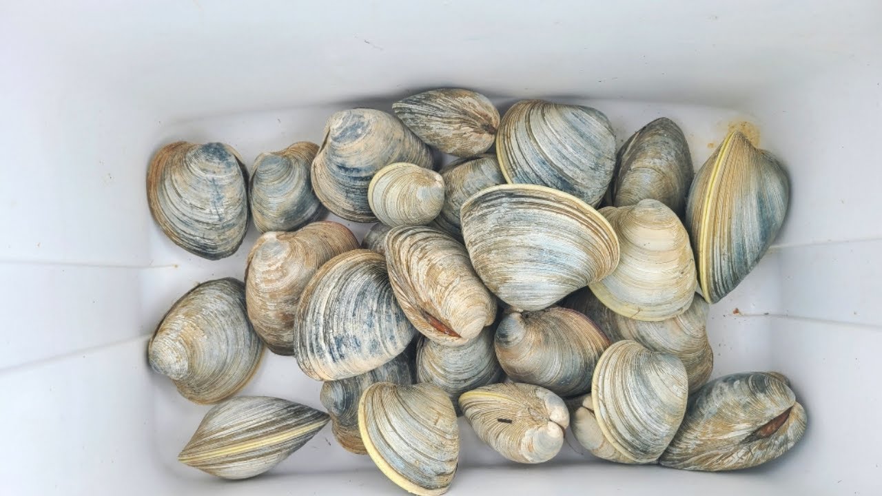 CLAMMING NJ's BARNEGAT BAY
