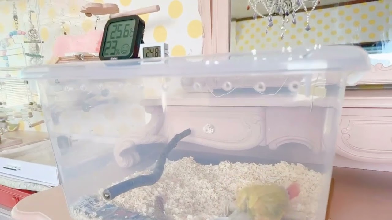 ウロコインコの雛めたりん用に、飼育用のケースを衣装ケースで作ってみました♪仲良くなるまでここで！