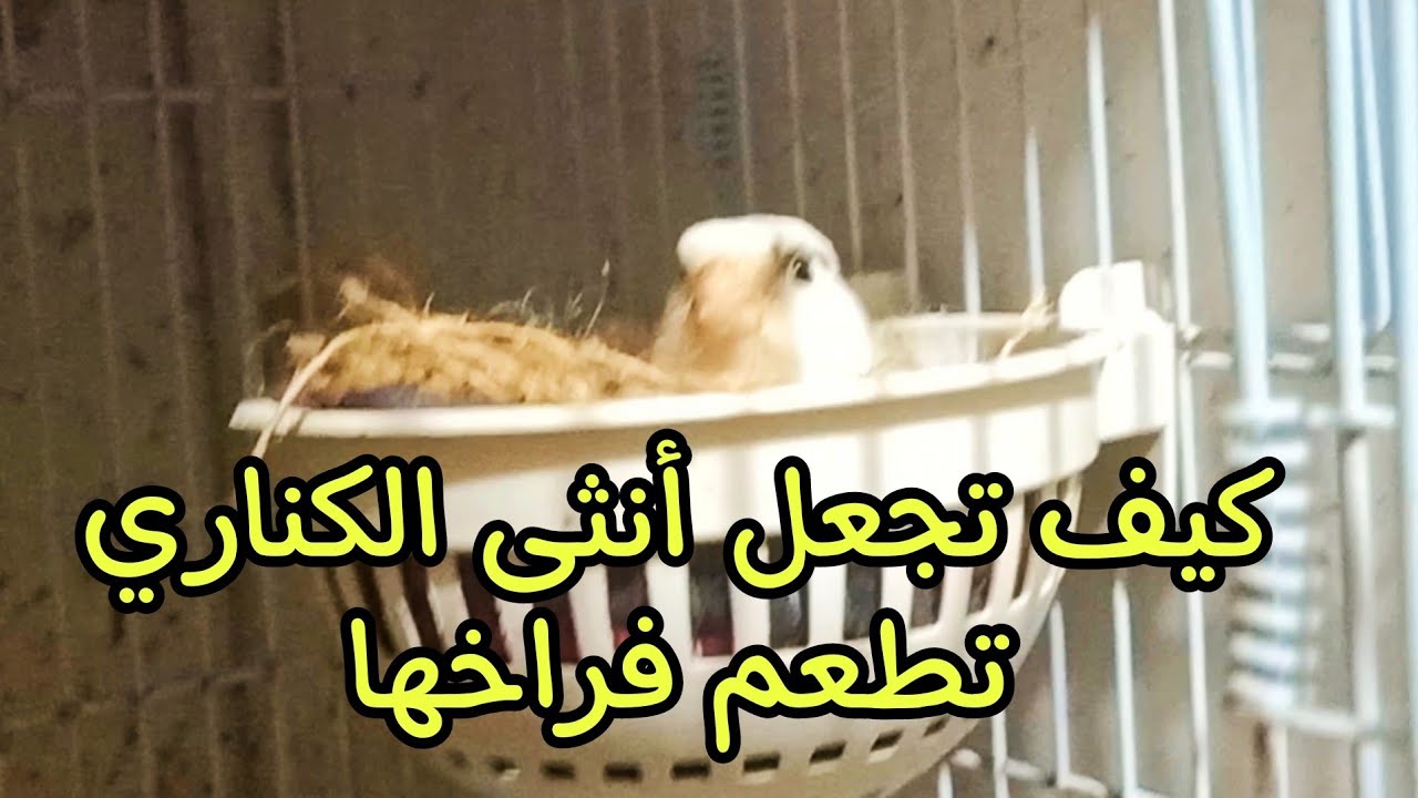 الروتين اليومي ا كيف تجعل أنثى الكناري تطعم فراخها