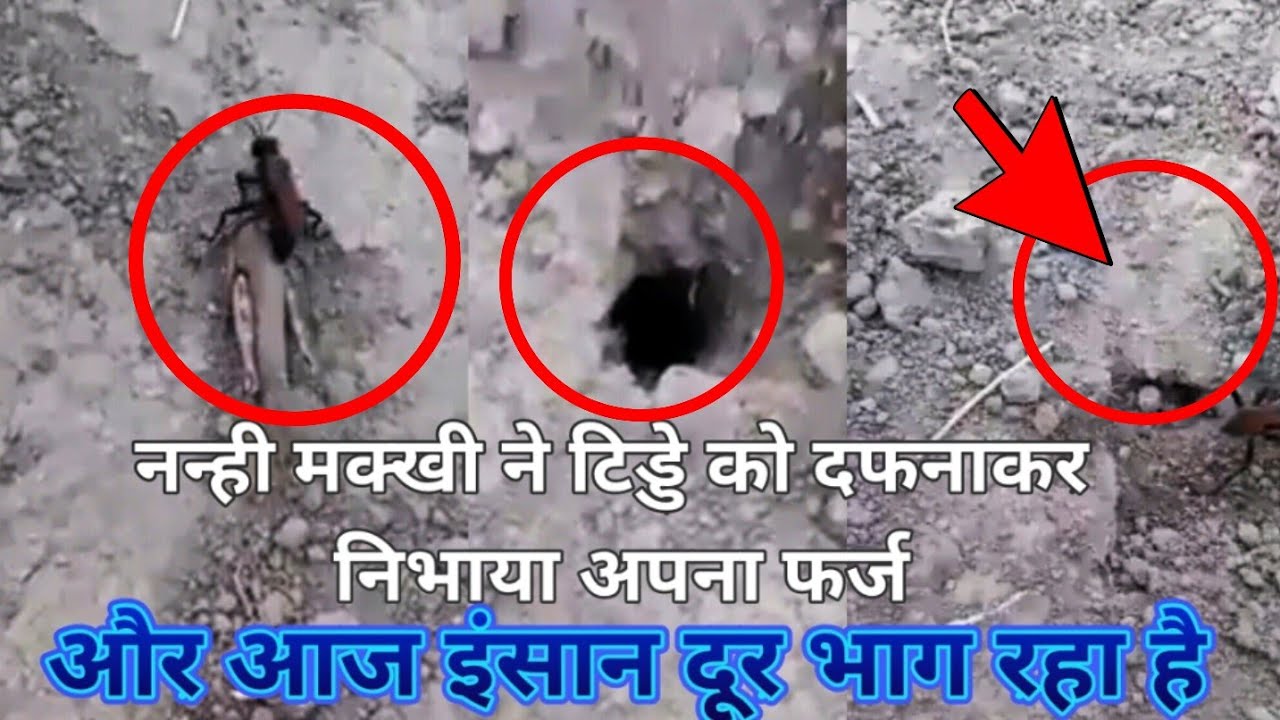 अल्लाह की क़ुदरत देखो 🤲🏻 एक मरे हुए टिड्डे 🦗को  एक उड़ने वाली मक्खी 🐝ने कैसे दफनाया
