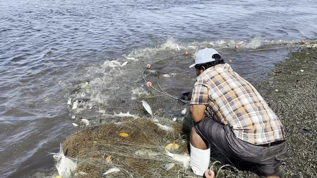 Pargos,  robalos y mantarrayas.