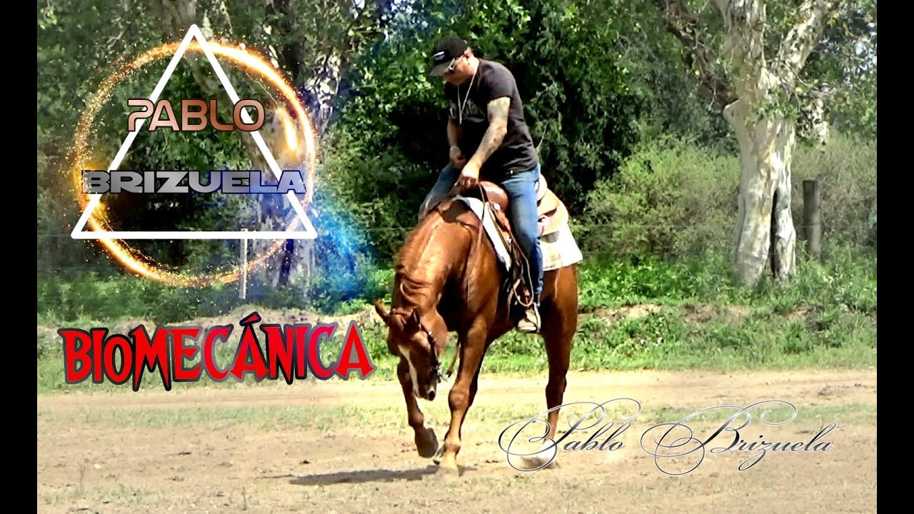 BIOMECÁNICA  DEL CABALLO.