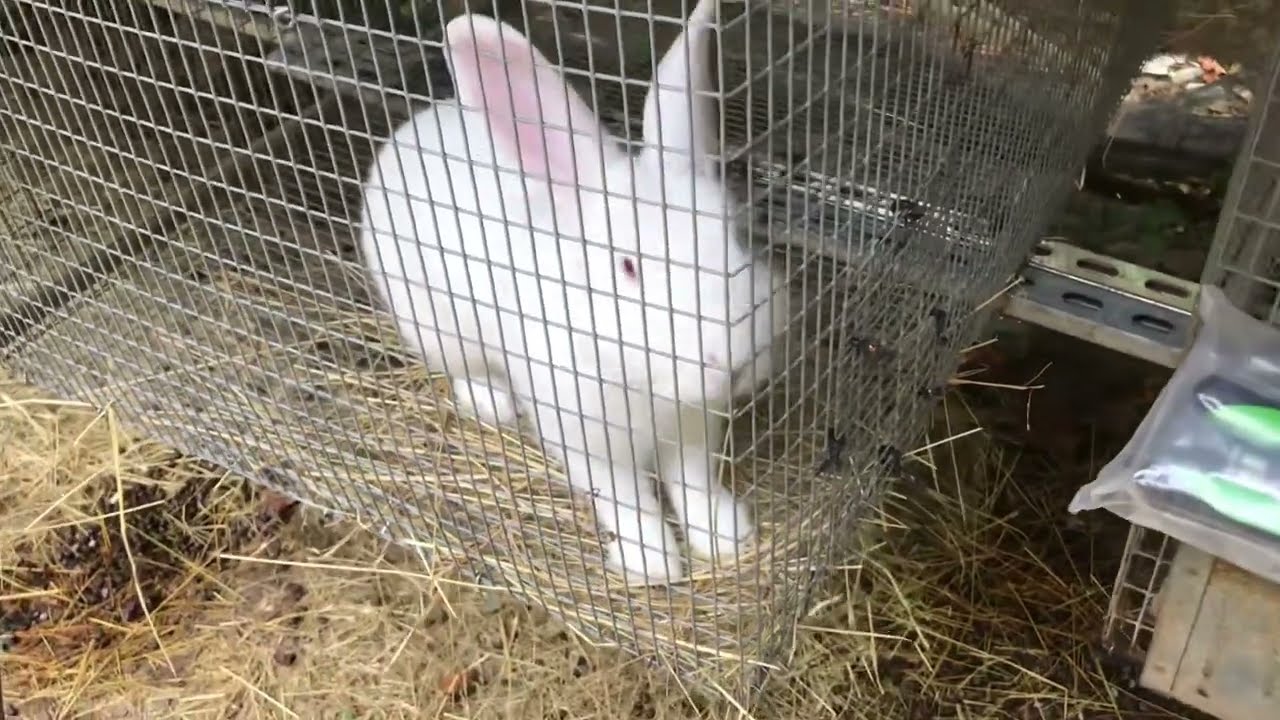 RAISING RABBITS? You’ll need these rabbit cage tools