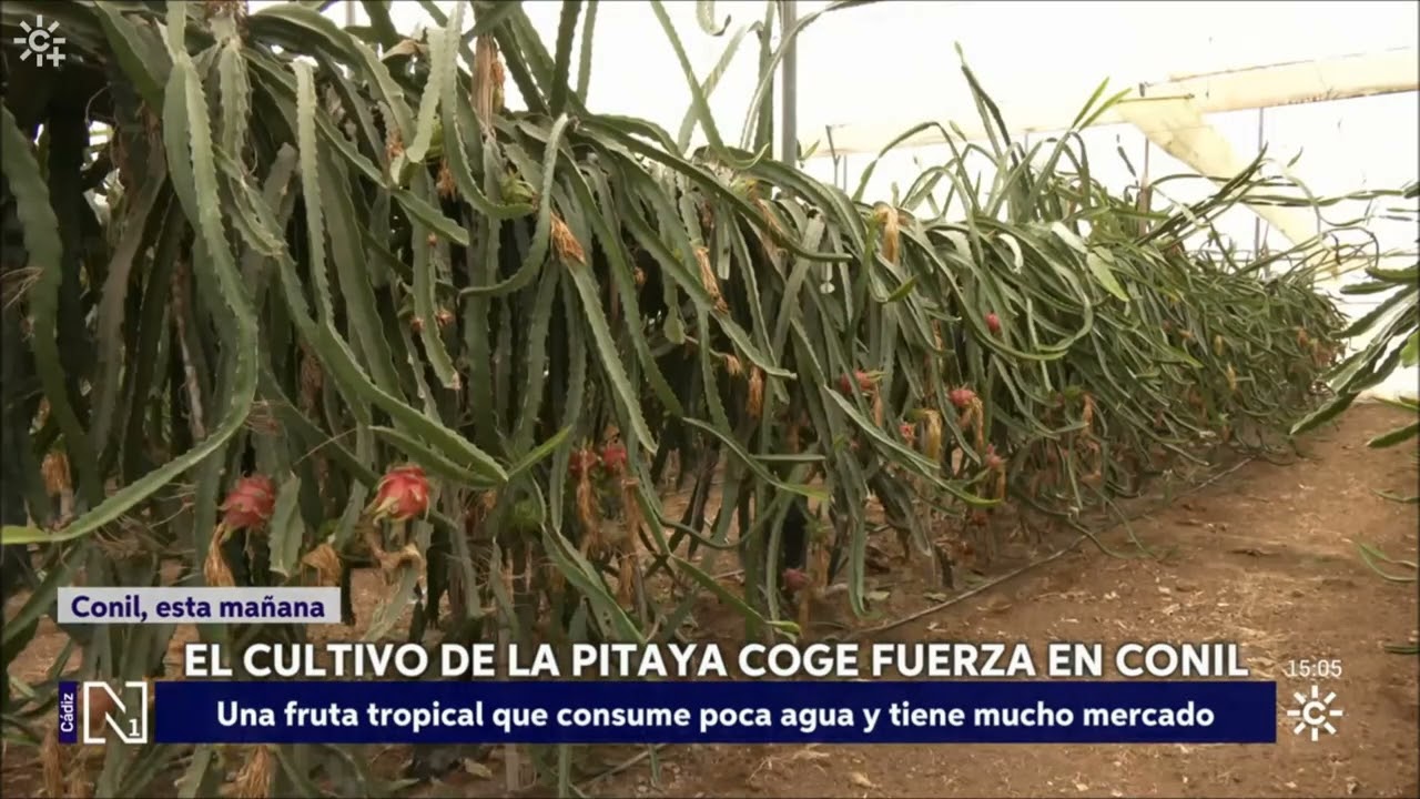 Pitahaya de Conil en Noticias Canal Sur