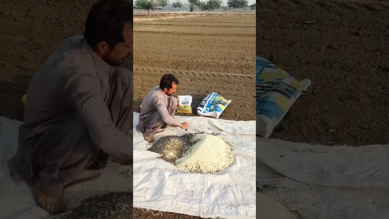 Swat Agro product orgevit and Furti NS with canola