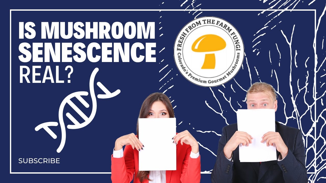 Is mushroom senescence real?  The truth about mushroom strains and gene banking mycelium