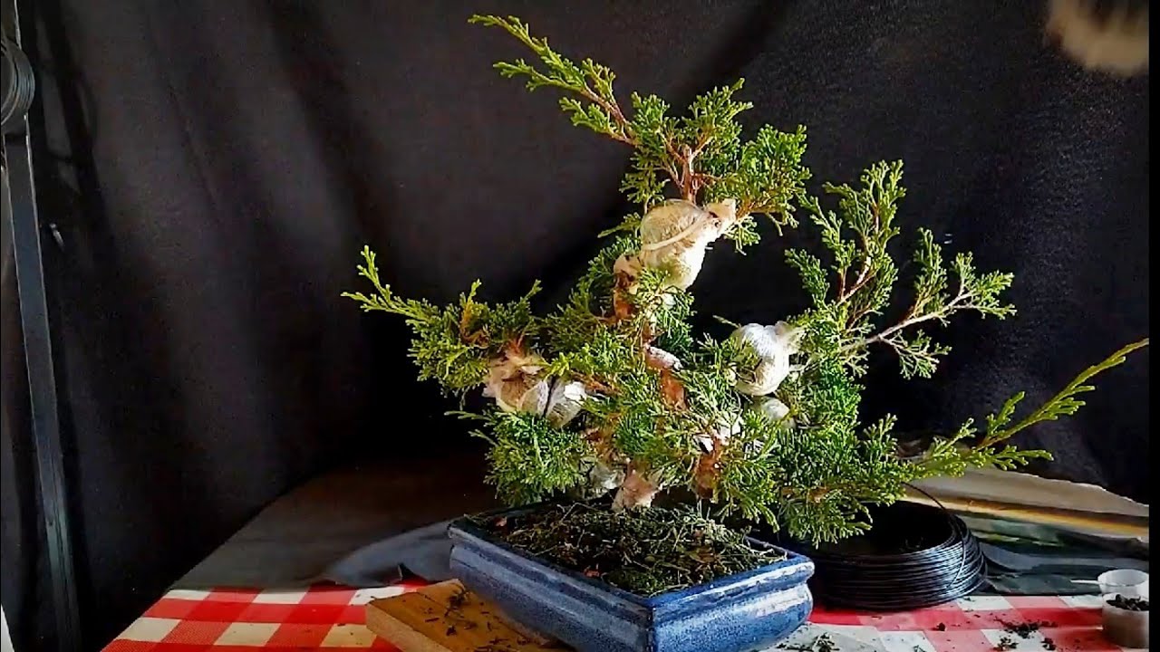 Acodo aéreo Juniperus itoigawa