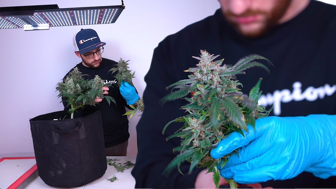 ONE OF THE BEST BUDGET LIGHTS FOR NEW GROWERS (S.O.D.K AUTOFLOWER HARVEST)