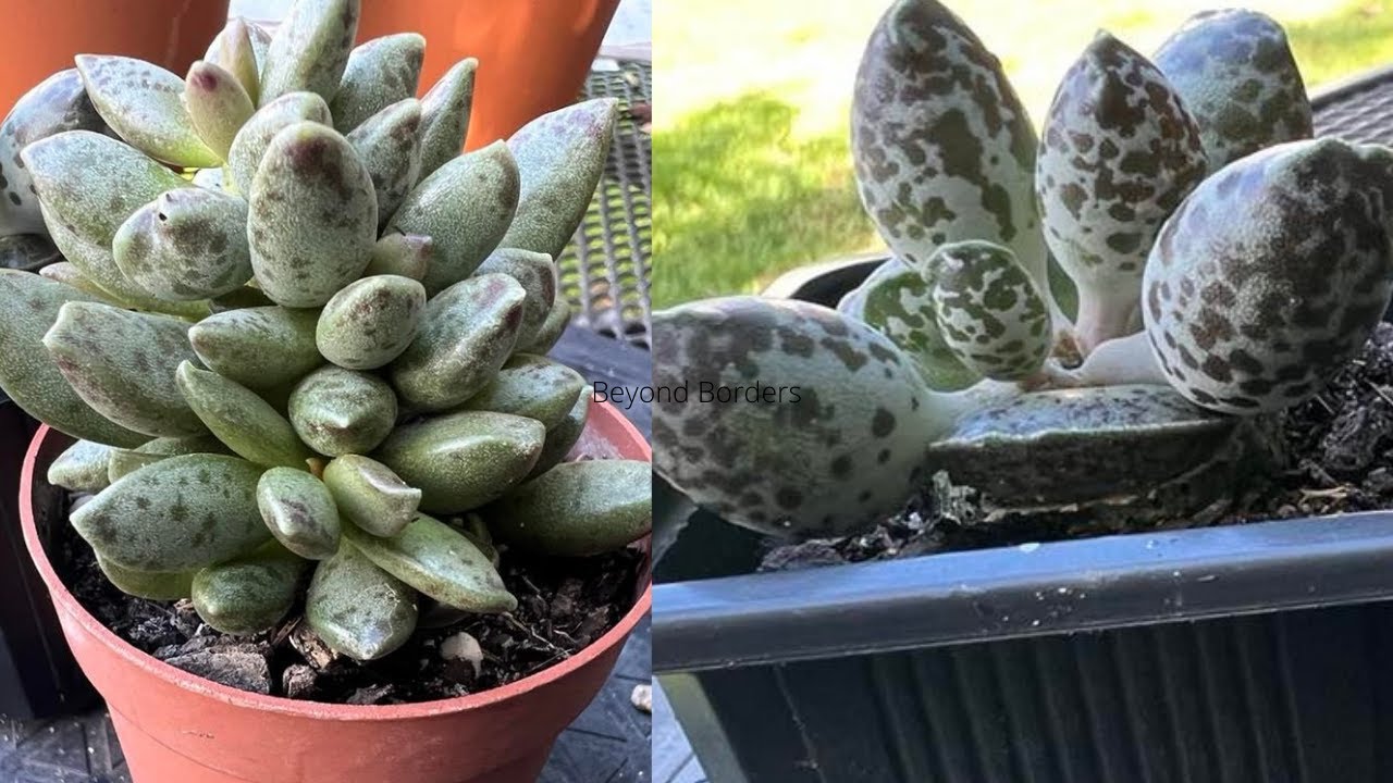 Adromischus Cooperi & Romianis