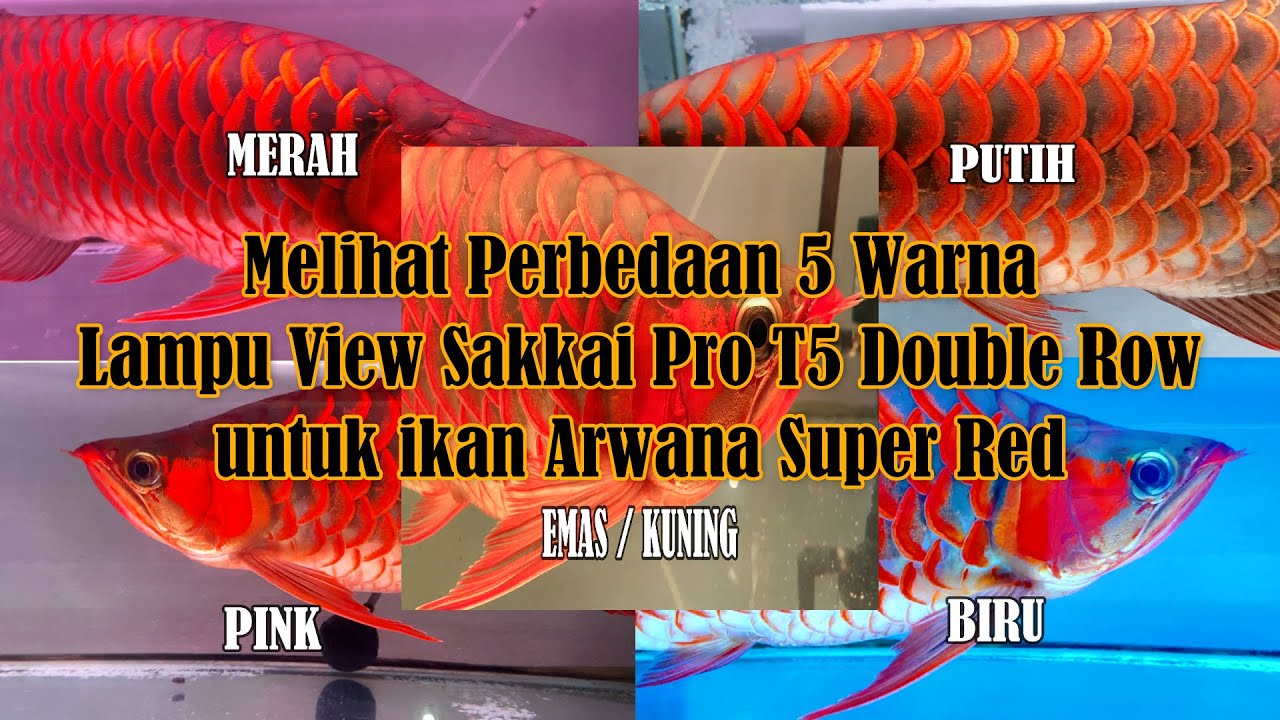 5 Perbedaan Warna Lampu View murah Sakkai Pro T5 Double for soft tanning ikan Arwana Super Red fish