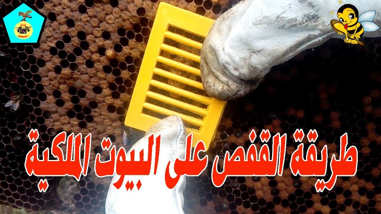طريقة القفص على البيوت الملكية ( والإستفادة منها )