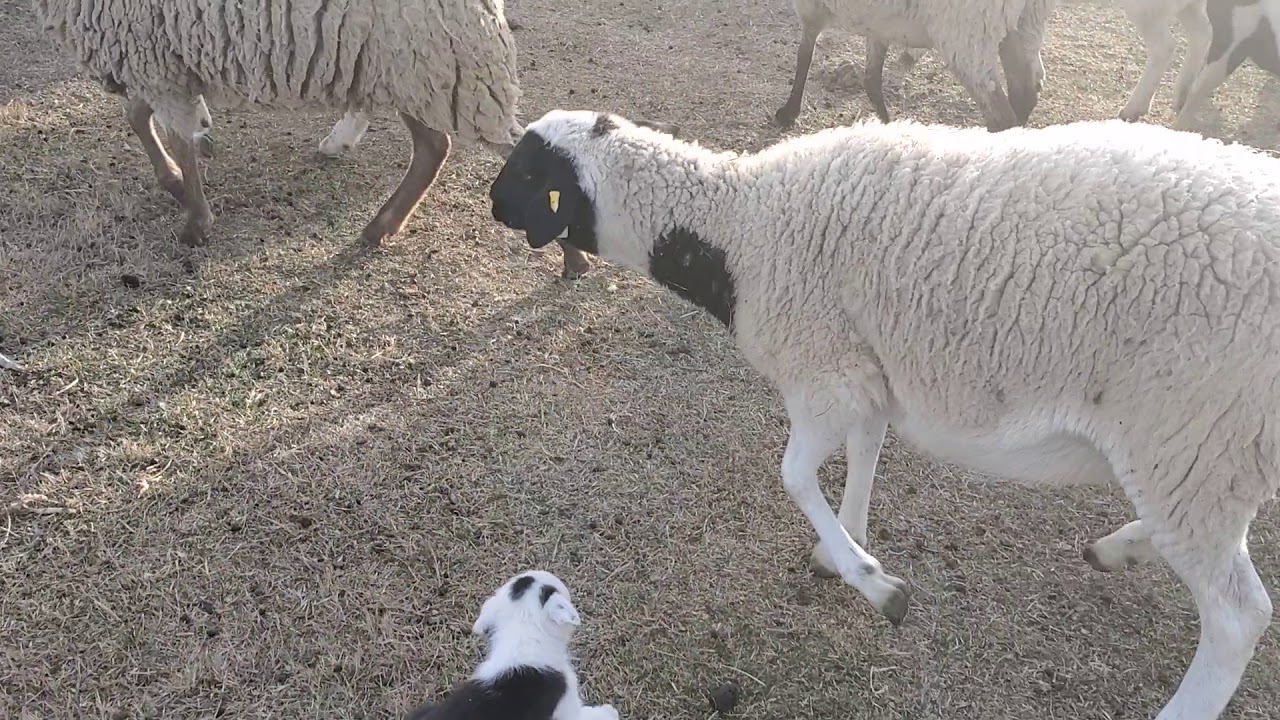 Herding Genetics of Border Collie Puppies