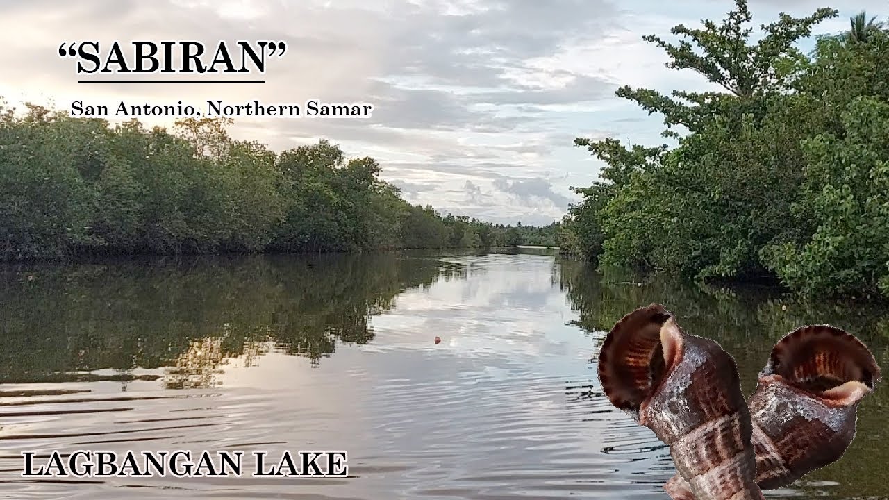 Manguha ng Sabiran (Dalo-dalo Shell) sa Lagbangan Lake - 1/2 | drew C.