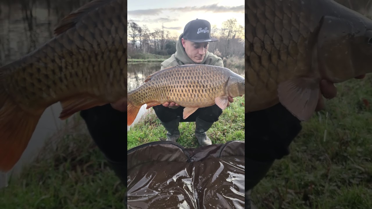 😉💯🎣🐻🏴󠁧󠁢󠁷󠁬󠁳󠁿🔥#common #carp #cardiffcitycarper #Garryevanstackle #BivvyBears #probaitsuk